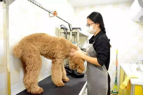 芭菲寵家寵物用品加盟費(fèi)多少錢(qián) 總投資17.8萬(wàn)元 加盟費(fèi)查詢網(wǎng)