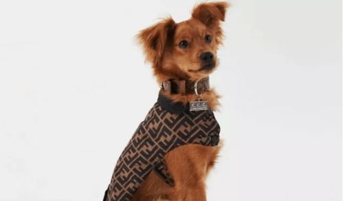 國(guó)際風(fēng)向標(biāo) 寵物用品配飾一片藍(lán)海,品牌紛紛入局