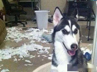 哈士奇犯錯(cuò)后,主人直接把它掛在了衣架上,二哈 家不想要了嗎